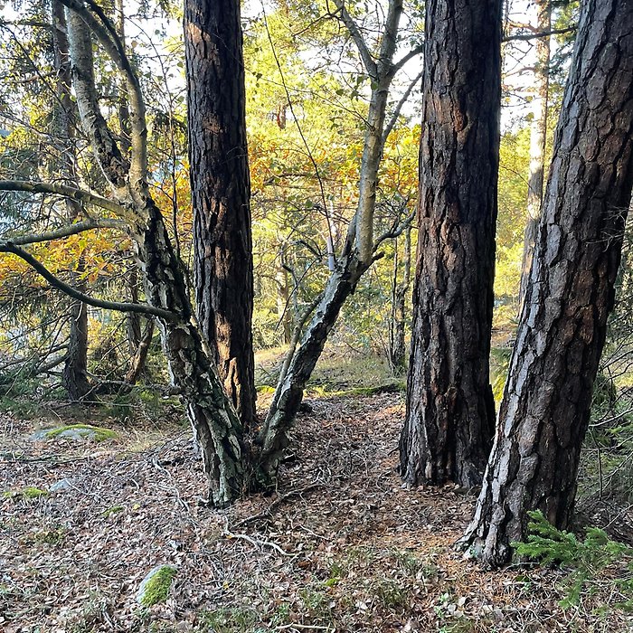 Trädstammar i skogen.